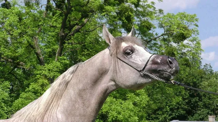 GERALD KURTZ ARABIAN TRAINING CENTER 2016