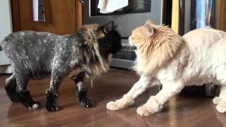 A failed experiment in cat shaving