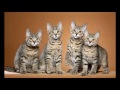 Pixie Bob Cat and Kittens | History of the Pixie Bob Cat Breed の動画、YouTube動画。