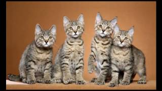 Pixie Bob Cat and Kittens | History of the Pixie Bob Cat Breed by Rony Animal World 3,972 views 7 years ago 3 minutes, 14 seconds