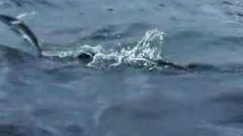 حالات واتس اب🌷قران كريم🌷شوفو خلق الله تبارك الله احسن الخالقين☝🍀👍