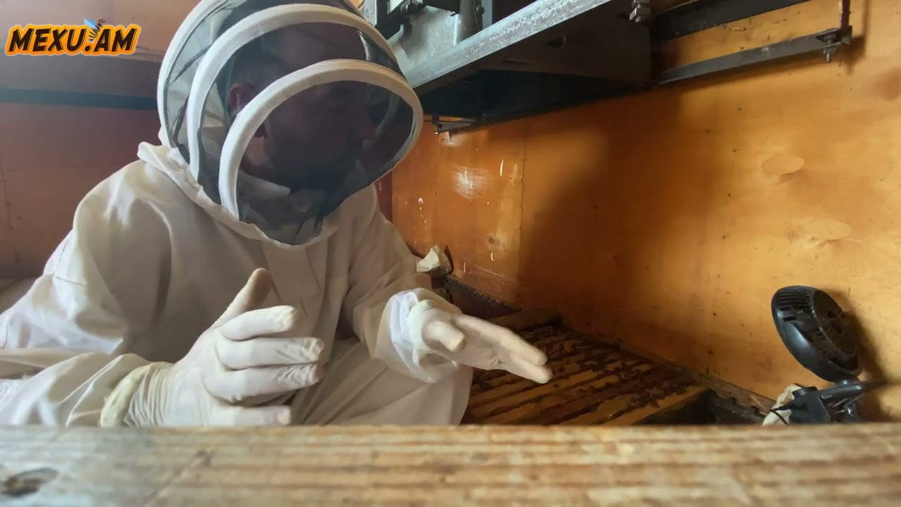 Բաքֆաստ, կառնիկա, կառպատկա թե՞ տեղական, տարբերություններ, առավելություններ, թերություններ