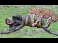 Leopard vs Python vs Gorilla - Unexpected Ending of Python | Hippo Save Impala From Crocodile