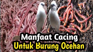 MANFAAT CACING TANAH/CACING MERAH UNTUK BURUNG OCEHAN -@SukamdiChannel