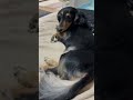 ママの溺愛ぶりの巻【ミニチュアダックスフンド】夢夢。 #可愛い #愛犬 #むむ