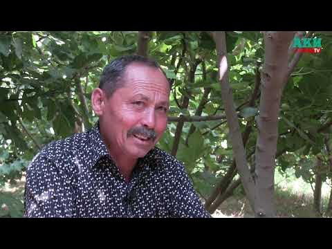 Беркова және үлкен мүшесі