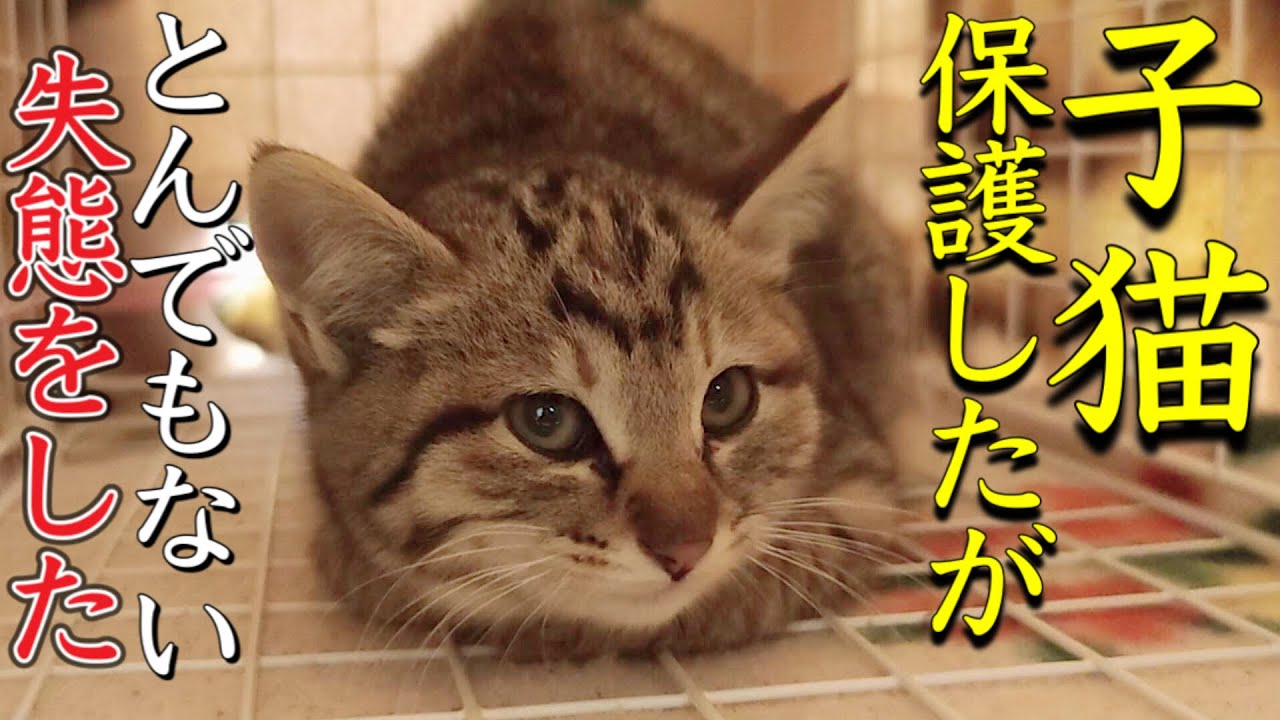 野良猫保護1日目 Tnr 2匹同時に子猫保護を試みるが Unable To Protect Two Kittens犬猫6匹と暮らすことになるか Youtube