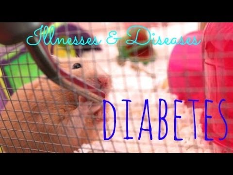 Hamster Illnesses & Diseases | Diabetes