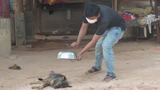 Aluminum Box vs Prank Dog Very Funny - Must Watch Funny Comedy New Prank With Try To Stop Laugh