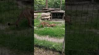 Puma #puma #viralvideo #evenetmakukule #zoo #animalshorts #bigcats