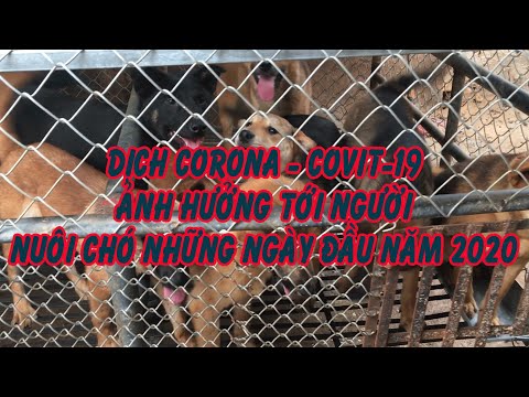 NUÔI CHÓ NHỮNG NGÀY ĐẦU NĂM 2020
