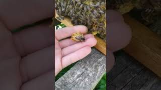 Матка Квакает В Маточнике