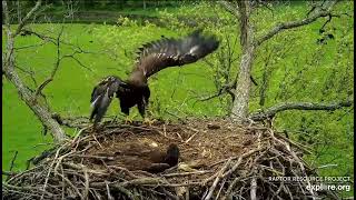 Decorah North 5-21-24 DN18 feeling his/her wings