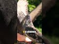 Le Pigeon : Bien Plus Intelligent Que Tu Ne Le Crois ! 🧠🕊️
