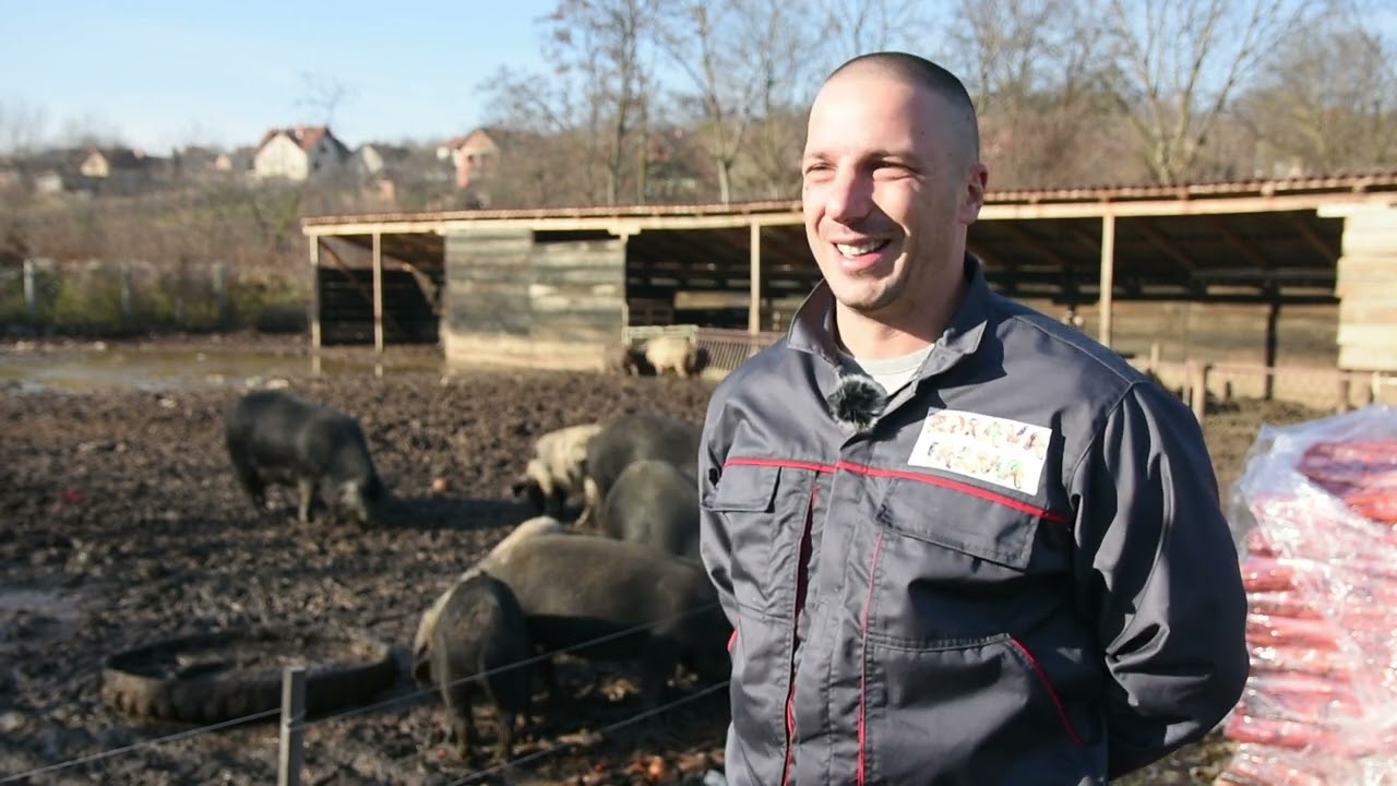 RESAVKE I MORAVKE SVINJE hrani ISKLJUČIVO VOĆEM I POVRĆEM!!! - Zdrava farma, Krnjevo