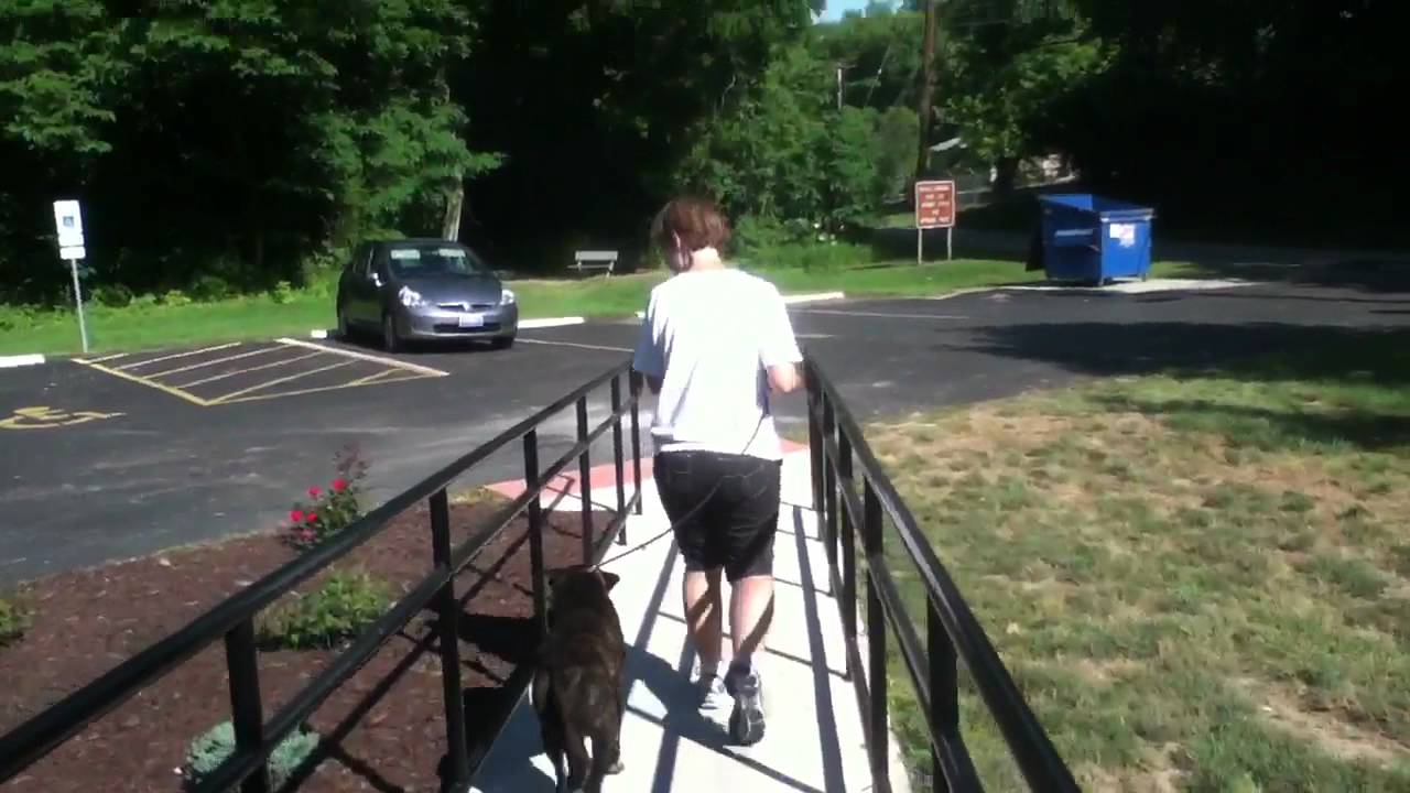 rescue dogs rock nyc Here's Horton