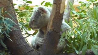 DSCN0213 koala.wmv