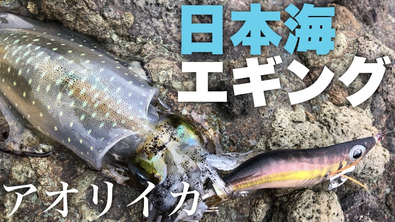 秋の日本海エギング アオリイカシーズン到来 22釣行記vol Youtube