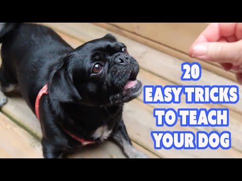 what tricks can you teach a pug