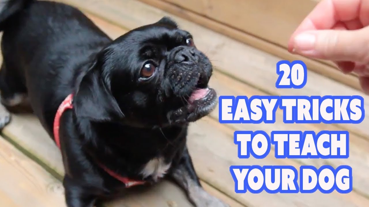 what tricks can you teach a pug