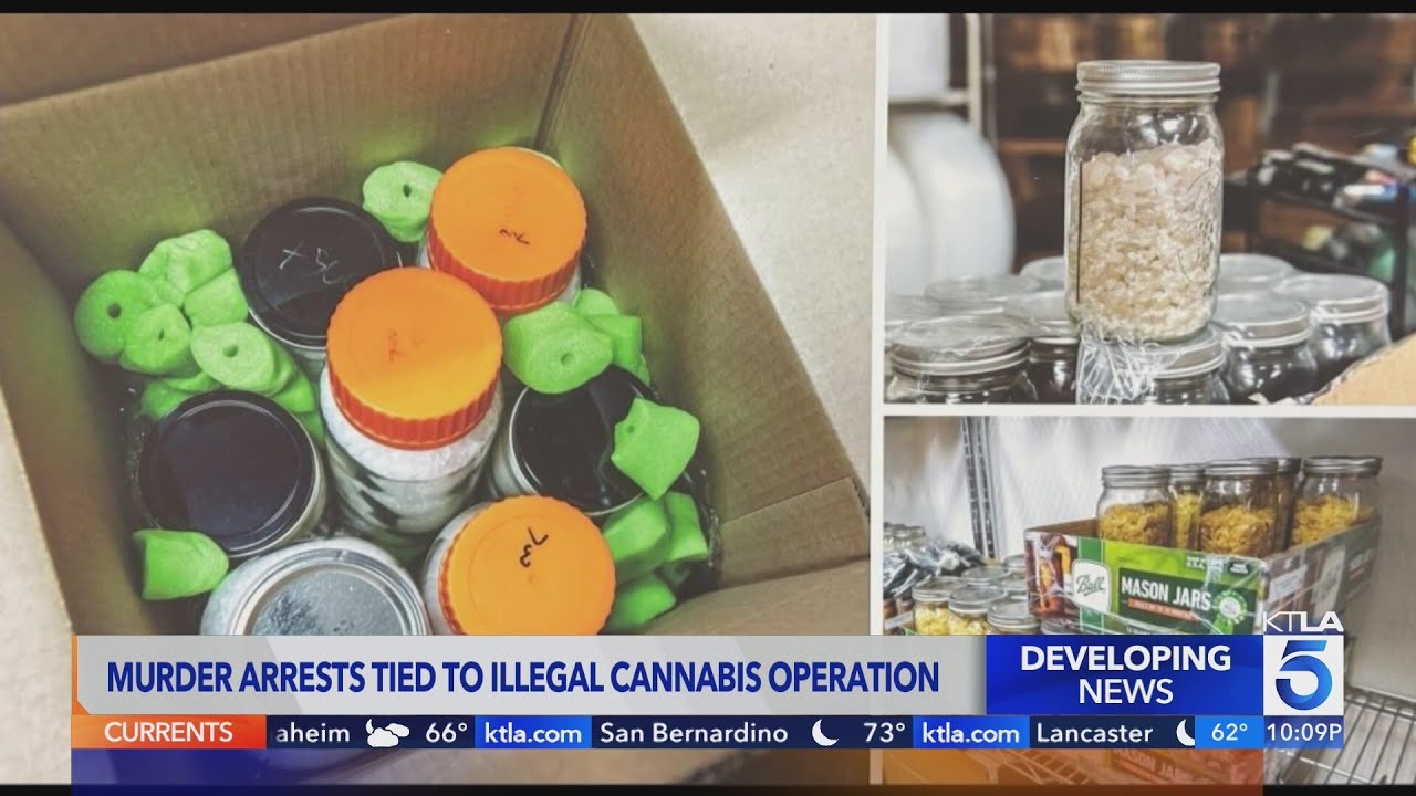 Murder arrests tied to illegal cannabis operation