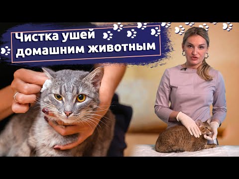 Советы ветеринара: Как правильно чистить уши собаке или кошке