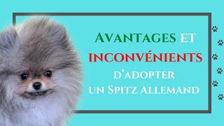 6 AVANTAGES et 5 INCONVÉNIENTS d'adopter un Poméranien  : ✦ 100% #POMERANIAN (PARTIE N°6)