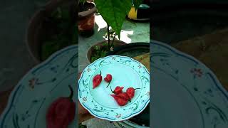 El chile más picoso del mundo mundial, Carolina reaper, de infarto