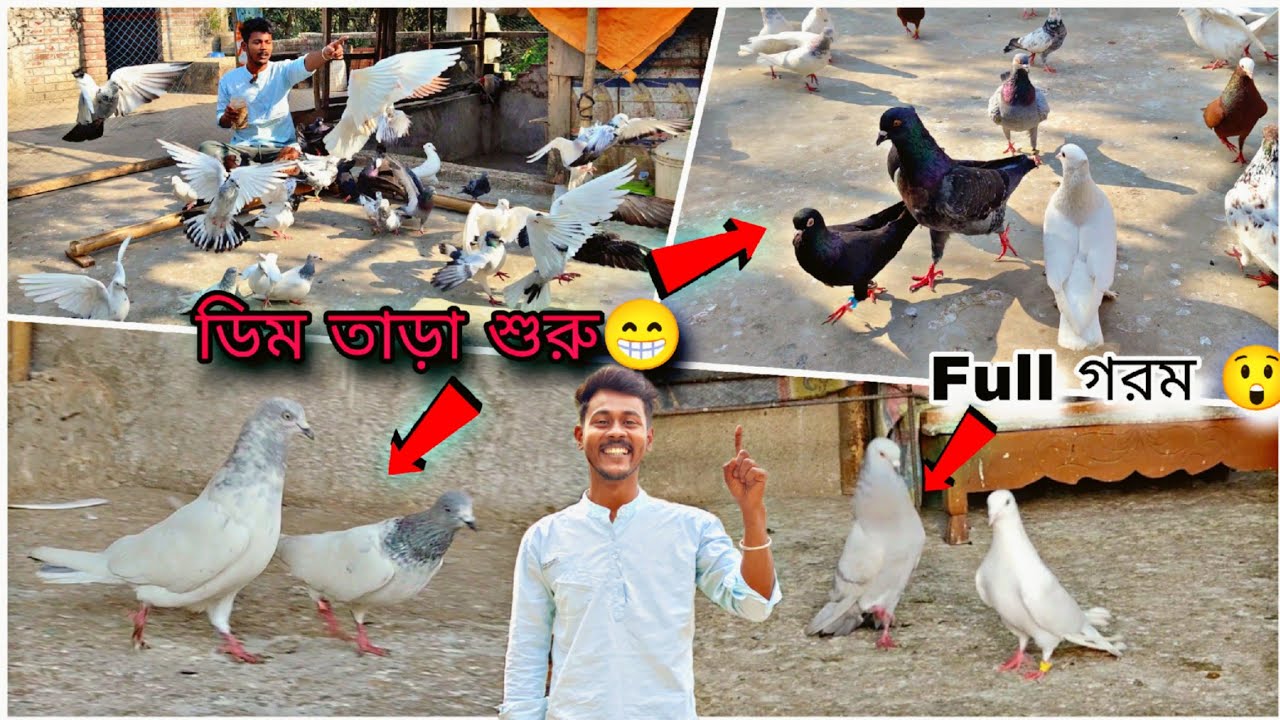 পাঁচজোড়া পায়রার ডিম তাড়া শুরু হয়ে গেছে😁নতুন বালি পায়রাটা Full গরম😲#myworld #petsvlog