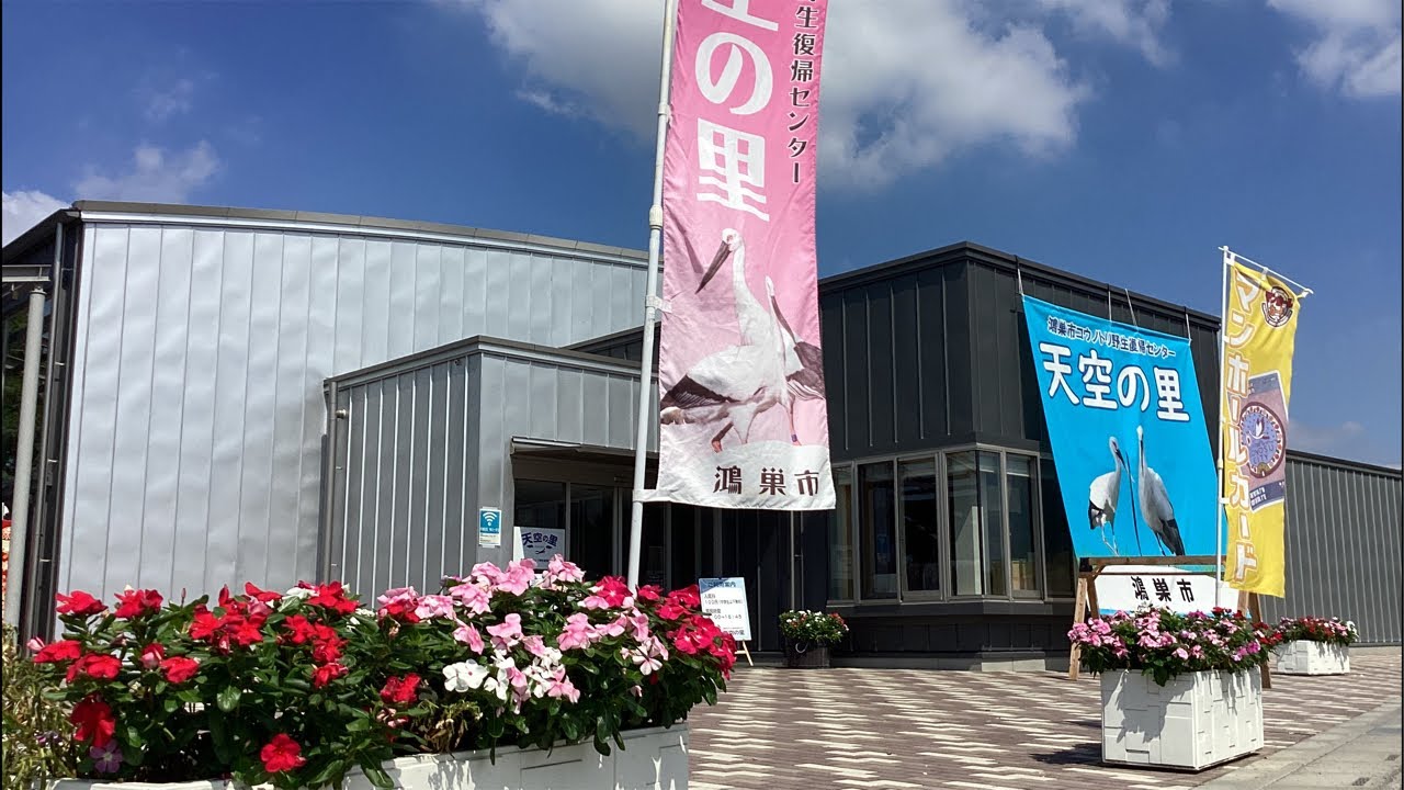 ライブ配信]2025/10/8コウノトリ野生復帰センター天空の里 コウノトリ