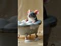 فار في البانيو يستحم شاهد ماذا حدث Cat حيوانات Funnyanimal Cute Funnypet قطط فار في البانيو يستحم شاهد ماذا حدث Cat حيوانات Funnyanimal Cute Funnypet قطط