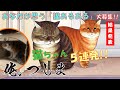 【俺、つしま】「あなたが思う猫あるある」発表!! [I, Tsushima]