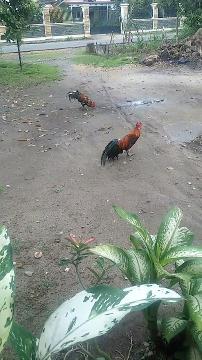Ayam hutan vs Ayam kampung#ayamhutan