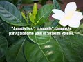 VAOTAPU Amusia La Si I Manulele Apalahamo Galu Et Soakimi Polelei VAOTAPU Amusia La Si I Manulele Apalahamo Galu Et Soakimi Polelei