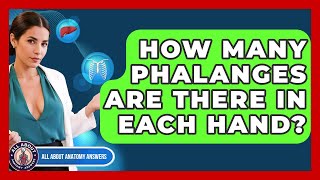 How Many Phalanges Are There In Each Hand? - All About Anatomy Answers
