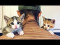 Man adopted stray cat and a few days later she gave him big surprise