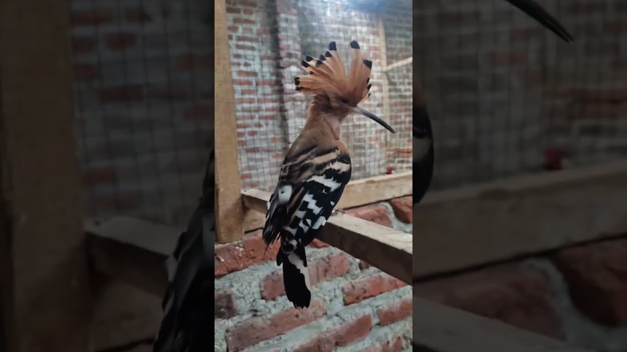 burung hud hud 🥲🥲🥲