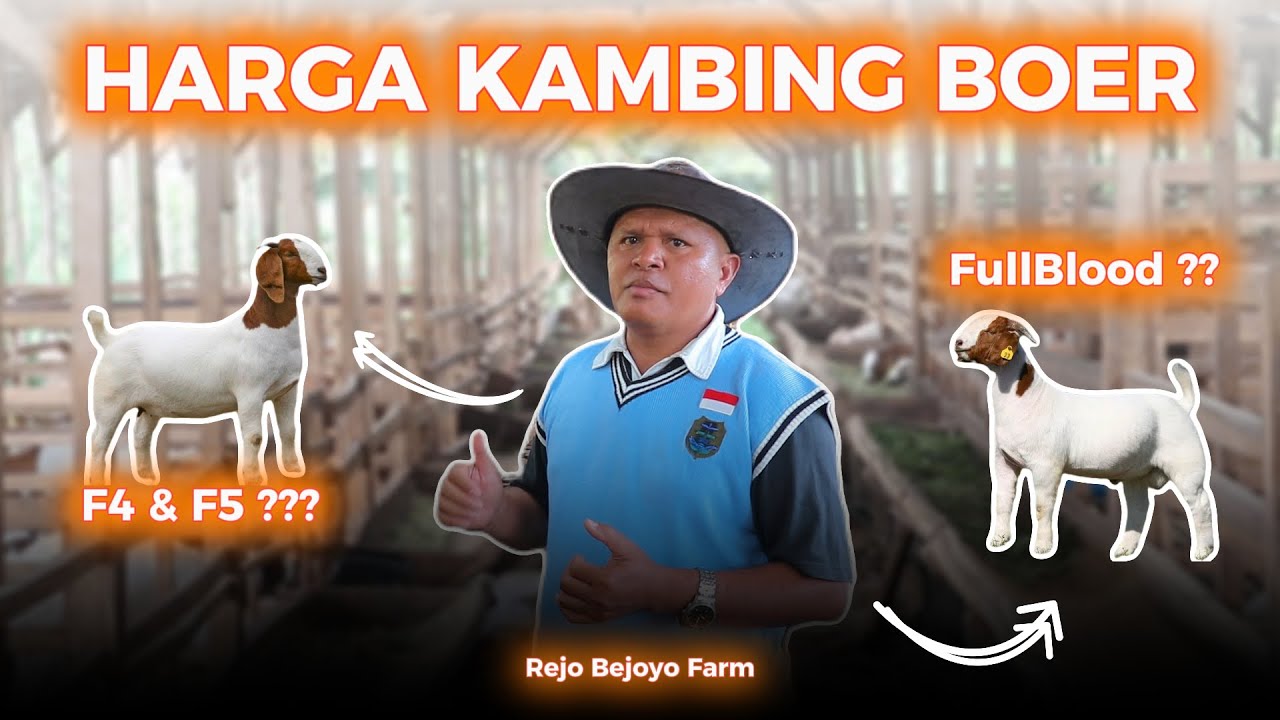 Rejo Farm HARGA KAMBING BOER FULLBLOOD, F4 & F5 | REJO BEJOYO FARM - YouTube