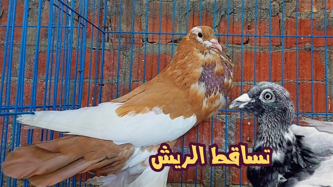 لازم تعمل كده في موسم قلش الحمام | عشان يشتغل وينتج بدون مشاكل