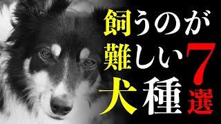 人気犬種だけど飼うのが難しいといわれる犬種7選