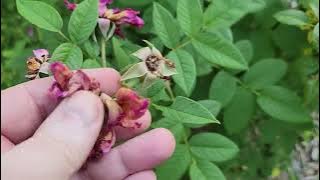 Rose a Parfum de l'hay bred by Gavereaux, 1901