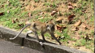 Macaque passes close in Penang