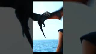 Dragon Eating A Fishigame Of Thrones S03E01