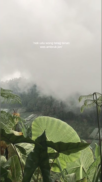 STORY WA || NEK UDU WONG TATAG TENAN WES AMBRUK JON:)