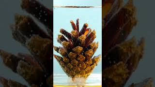What happens if you put a cone underwater #shorts