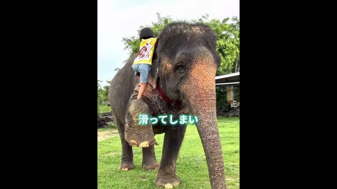 ゾウに乗るのが意外と難しい理由 🐘😳