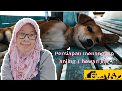 Video: 3 Strategi Untuk Menangkap Anjing dengan Aman