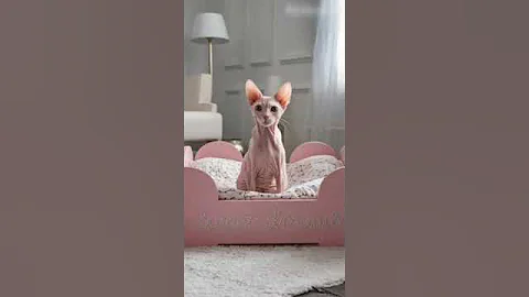 Video 7902311: sphynx cat sleeping, sweet sphynx, cute cat sleeping, cat loves sleeping