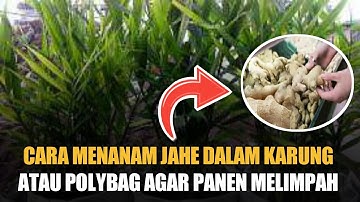 CARA MENANAM JAHE DALAM KARUNG ATAU POLYBAG AGAR PANEN MELIMPAH