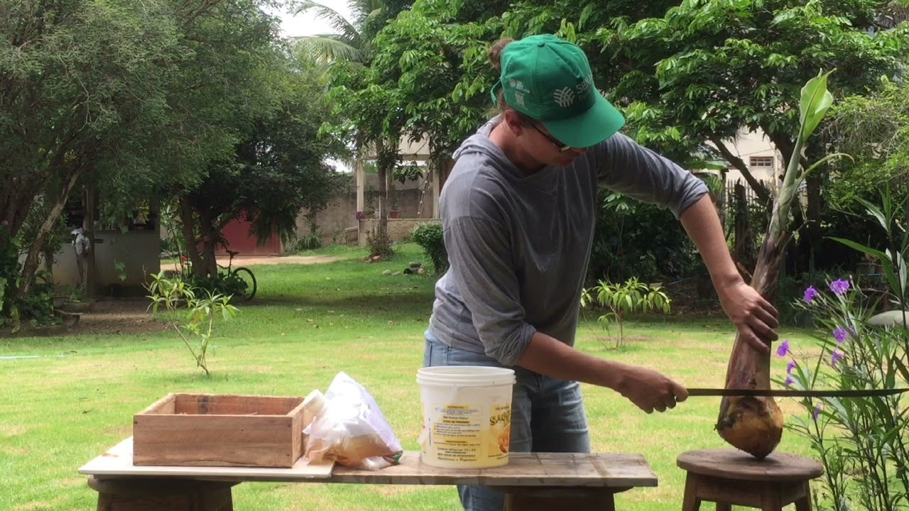 Mudas de banana a partir da ceva de banana